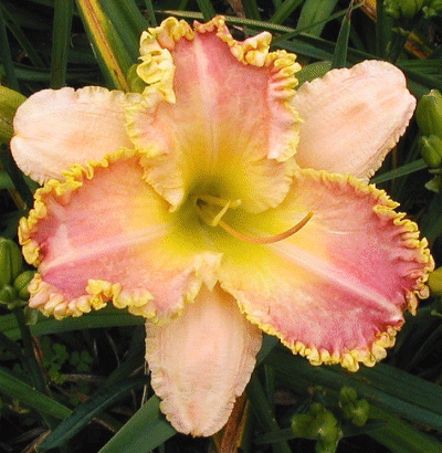 Photo of SENECA JEWEL